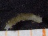  ( - ZMBN_130969)  @11 [ ] CreativeCommons - Attribution Non-Commercial Share-Alike (2019) Tom Alvestad University of Bergen, Natural History Collections