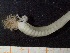  ( - ZMBN_130970)  @11 [ ] CreativeCommons - Attribution Non-Commercial Share-Alike (2019) Tom Alvestad University of Bergen, Natural History Collections
