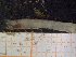  ( - ZMBN_130974)  @11 [ ] CreativeCommons - Attribution Non-Commercial Share-Alike (2019) Tom Alvestad University of Bergen, Natural History Collections