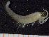  ( - ZMBN_130977)  @11 [ ] CreativeCommons - Attribution Non-Commercial Share-Alike (2019) Tom Alvestad University of Bergen, Natural History Collections
