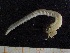  ( - ZMBN_130980)  @11 [ ] CreativeCommons - Attribution Non-Commercial Share-Alike (2019) Tom Alvestad University of Bergen, Natural History Collections