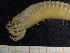  ( - ZMBN_130981)  @11 [ ] CreativeCommons - Attribution Non-Commercial Share-Alike (2019) Tom Alvestad University of Bergen, Natural History Collections