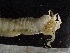  ( - ZMBN_130982)  @11 [ ] CreativeCommons - Attribution Non-Commercial Share-Alike (2019) Tom Alvestad University of Bergen, Natural History Collections