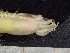  ( - ZMBN_130985)  @11 [ ] CreativeCommons - Attribution Non-Commercial Share-Alike (2019) Tom Alvestad University of Bergen, Natural History Collections