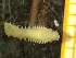  ( - ZMBN_137218)  @11 [ ] Creative Commons BY NC SA (2020) University of Bergen Natural History Collections