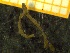  ( - ZMBN_137232)  @11 [ ] Creative Commons BY NC SA (2020) University of Bergen Natural History Collections
