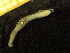  ( - ZMBN_137238)  @11 [ ] Creative Commons BY NC SA (2020) University of Bergen Natural History Collections