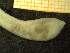  ( - ZMBN_137245)  @11 [ ] Creative Commons BY NC SA (2020) University of Bergen Natural History Collections