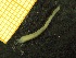  (Ampharete sp.TA-B - ZMBN_137248)  @11 [ ] Creative Commons BY NC SA (2020) University of Bergen Natural History Collections