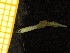  ( - ZMBN_137255)  @11 [ ] Creative Commons BY NC SA (2020) University of Bergen Natural History Collections