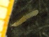  ( - ZMBN_137264)  @11 [ ] Creative Commons BY NC SA (2020) University of Bergen Natural History Collections