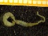  (Nephasoma lilljeborgi - ZMBN_137350)  @11 [ ] Creative Commons BY NC SA (2020) University of Bergen Natural History Collections