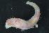  ( - AnDeepNor_1156)  @11 [ ] CreativeCommons - Attribution Share-Alike (2021) Unspecified University of Bergen, Natural History Collections