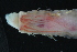  ( - AnDeepNor_1156)  @11 [ ] CreativeCommons - Attribution Share-Alike (2021) Unspecified University of Bergen, Natural History Collections