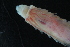  ( - AnDeepNor_1156)  @11 [ ] CreativeCommons - Attribution Share-Alike (2021) Unspecified University of Bergen, Natural History Collections
