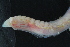  ( - AnDeepNor_1156)  @11 [ ] CreativeCommons - Attribution Share-Alike (2021) Unspecified University of Bergen, Natural History Collections