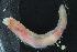  ( - AnDeepNor_1156)  @11 [ ] CreativeCommons - Attribution Share-Alike (2021) Unspecified University of Bergen, Natural History Collections