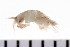  ( - HUNTSAMP0103)  @13 [ ] CreativeCommons - Attribution (2010) Unspecified Centre for Biodiversity Genomics