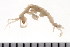  ( - HUNTSAMP0168)  @14 [ ] CreativeCommons - Attribution (2010) Unspecified Centre for Biodiversity Genomics