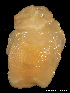  ( - MM440)  @12 [ ] CreativeCommons - Attribution Non-Commercial Share-Alike (2014) Manuel Malaquias Bergen Museum Natural History