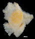  ( - MMCN15)  @12 [ ] CreativeCommons - Attribution Non-Commercial Share-Alike (2014) Manuel Malaquias Bergen Museum Natural History