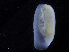  (Cylichna sp. 3MM - CN 65)  @13 [ ] CreativeCommons - Attribution Non-Commercial Share-Alike (2014) Manuel Malaquias Bergen Museum Natural History