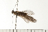  ( - 08NBEPT-0468)  @13 [ ] CreativeCommons - Attribution (2008) Unspecified Centre for Biodiversity Genomics