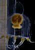  ( - HYPNO_0545)  @11 [ ] CreativeCommons - Attribution Non-Commercial Share-Alike (2018) University of Bergen Natural History Collections