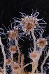  ( - NH0107)  @11 [ ] by-nc-sa (2024) Luis Martell University Museum of Bergen, Natural History Collections