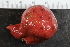  (Anthomastus grandiflorus - Sletvik2016_47)  @11 [ ] CreativeCommons - Attribution Non-Commercial Share-Alike (2018) University of Bergen Natural History Collections