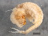  ( - 12NJNB0131)  @13 [ ] CreativeCommons - Attribution (2012) CBG Photography Group Centre for Biodiversity Genomics