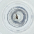  ( - NBGW_014_F4)  @11 [ ] by (2004) Genome Research Ltd as Wellcome Sanger Institute Genome Research Limited operating as Wellcome Sanger Institute
