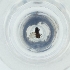  ( - NBGW_016_D11)  @11 [ ] by (2004) Genome Research Ltd as Wellcome Sanger Institute Genome Research Limited operating as Wellcome Sanger Institute