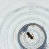  ( - NBGW_039_D8)  @11 [ ] by (2023) Wellcome Sanger Institute (Genome Research Limited) Wellcome Sanger Institute (Genome Research Limited)