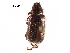 ( - BIOUG24833-G10)  @13 [ ] CreativeCommons - Attribution (2017) CBG Photography Group Centre for Biodiversity Genomics