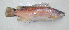  ( - ZMUB Fish_19206)  @11 [ ] CreativeCommons - Attribution Non-Commercial Share-Alike (2016) University of Bergen Natural History Collections