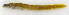  (Gymnelus esipovi - ZMUB Fish_22275)  @11 [ ] CreativeCommons - Attribution Non-Commercial Share-Alike (2016) University of Bergen Natural History Collections