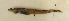  ( - ZMUB Fish_21791)  @11 [ ] CreativeCommons - Attribution Non-Commercial Share-Alike (2016) University of Bergen Natural History Collections