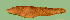  ( - ZMUB Fish_20615)  @11 [ ] CreativeCommons - Attribution Non-Commercial Share-Alike (2016) University of Bergen Natural History Collections