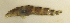  ( - ZMUB Fish_22647)  @11 [ ] CreativeCommons - Attribution Non-Commercial Share-Alike (2016) University of Bergen Natural History Collections