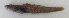  ( - ZMUB Fish_22692)  @11 [ ] CreativeCommons - Attribution Non-Commercial Share-Alike (2016) University of Bergen Natural History Collections