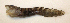  ( - ZMUB Fish_20911)  @11 [ ] CreativeCommons - Attribution Non-Commercial Share-Alike (2016) University of Bergen Natural History Collections