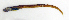  ( - ZMUB Fish_16160)  @11 [ ] CreativeCommons - Attribution Non-Commercial Share-Alike (2016) University of Bergen Natural History Collections