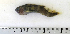  (Anarhichas minor - ZMUB Fish_22761)  @14 [ ] CreativeCommons - Attribution Non-Commercial Share-Alike (2015) UoB, Norway University of Bergen, Natural History Collections