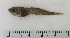  ( - ZMUB Fish_22794)  @12 [ ] CreativeCommons - Attribution Non-Commercial Share-Alike (2015) UoB, Norway University of Bergen, Natural History Collections