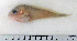  ( - ZMUB Fish_22795)  @12 [ ] CreativeCommons - Attribution Non-Commercial Share-Alike (2015) UoB, Norway University of Bergen, Natural History Collections