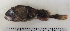  ( - ZMUB Fish_22791)  @11 [ ] CreativeCommons - Attribution Non-Commercial Share-Alike (2015) UoB, Norway University of Bergen, Natural History Collections