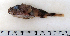  ( - ZMUB Fish_22792)  @11 [ ] CreativeCommons - Attribution Non-Commercial Share-Alike (2015) UoB, Norway University of Bergen, Natural History Collections