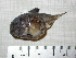  ( - ZMUB Fish_20044)  @11 [ ] CreativeCommons - Attribution Non-Commercial Share-Alike (2015) UoB, Norway University of Bergen, Natural History Collections