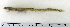  (Lumpenus lampretaeformis - ZMUB Fish_22755)  @14 [ ] CreativeCommons - Attribution Non-Commercial Share-Alike (2015) UoB, Norway University of Bergen, Natural History Collections